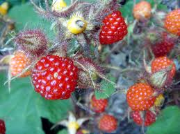 raspberrys