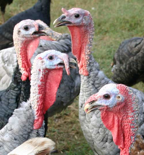 How to Prevent Turkey Neck