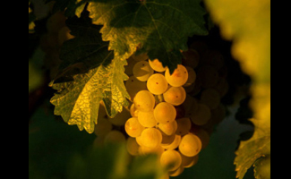 Viognier, the Wine with Body