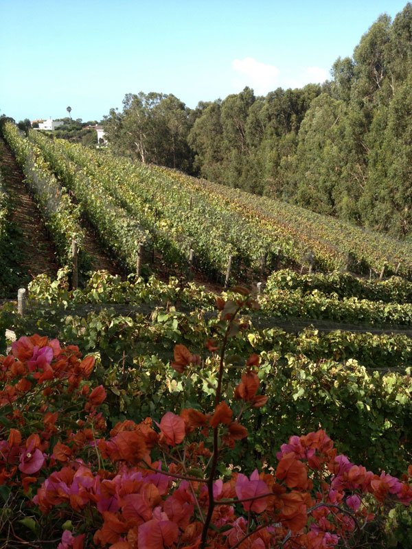 Harvesting and Loving Life in Malibu