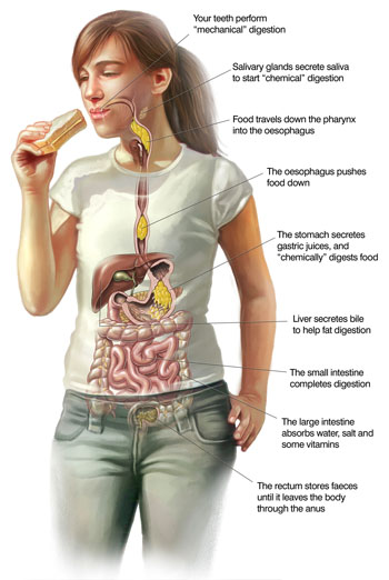 HEALTHY LIVING HABIT #4: CHEWING