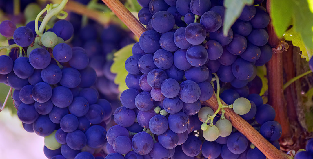 Badass Female Winemaker